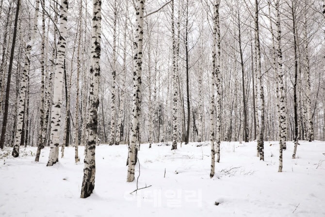 석탄 나르던 길 위로 구름 양탄자가 깔렸다 [여행]