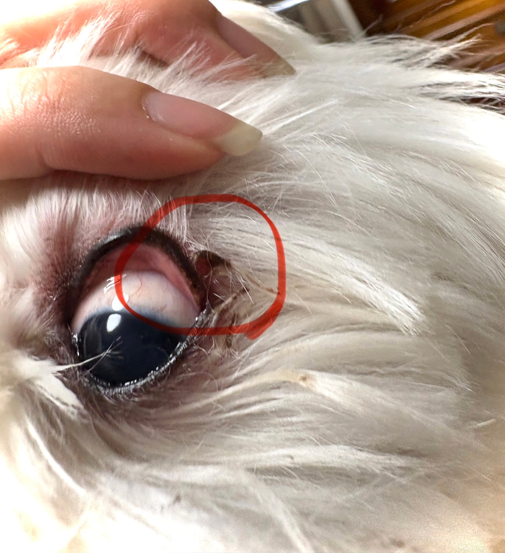 강아지 눈 다래끼