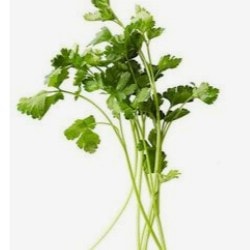 야채 고수 왜 싫어해?