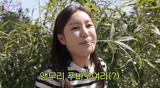 송가인, 본가 찾아 직접 캔 쑥으로 떡 만들었다→'특급 팬서비스' ('송가인')