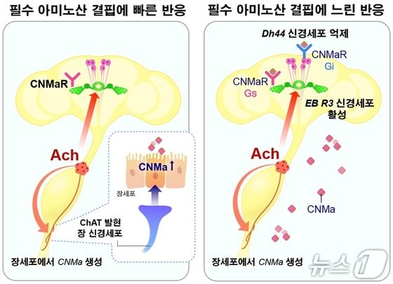 "오늘은 고기가 땡기는데"…'장'이 뇌에 보내는 신호였다