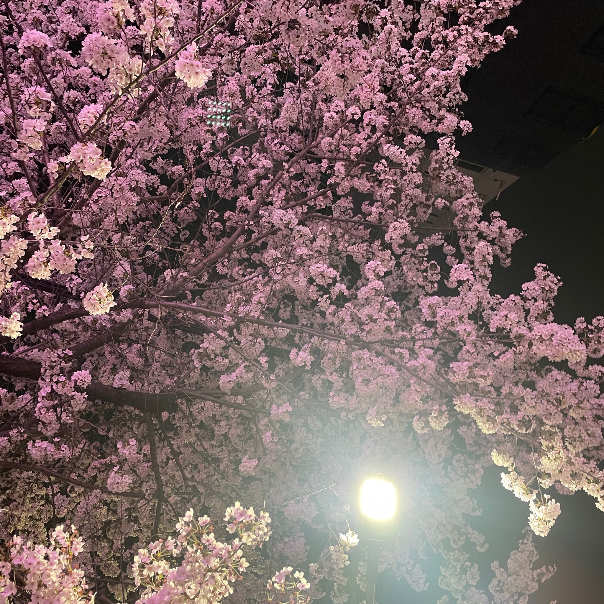 70만원있는데 에어팟 살말?(본문봐져)