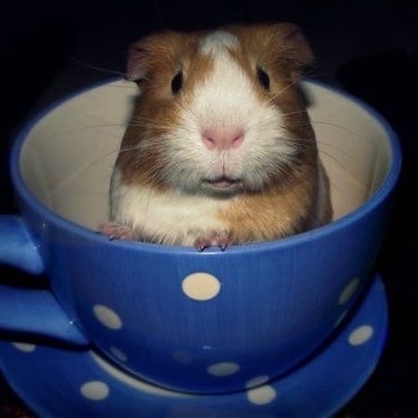 스탠리텀블러무슨색살까